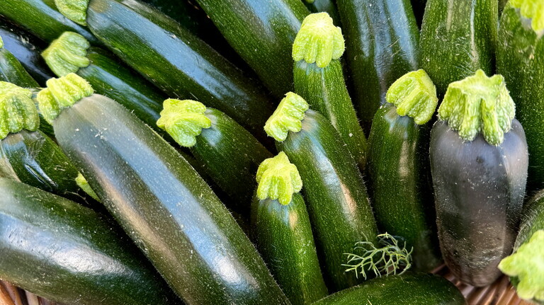 photo courgettes 