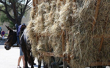 photo de cheval avec foin 