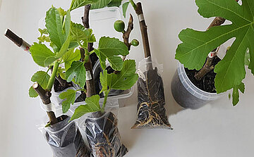 Photo de plantes - photo d'illustration