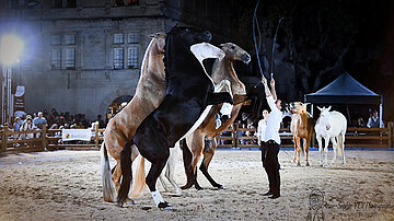 photo d'un spectacle équestre 4 chevaux noir, blanc, marron, et dresseur ordonnant de se lever sur les pattes arrières