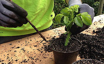 Bouture mise en pot