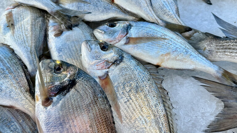 photos poissons 