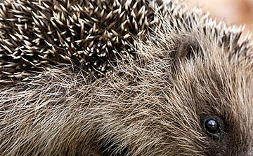 Photo Hérisson d'Europe