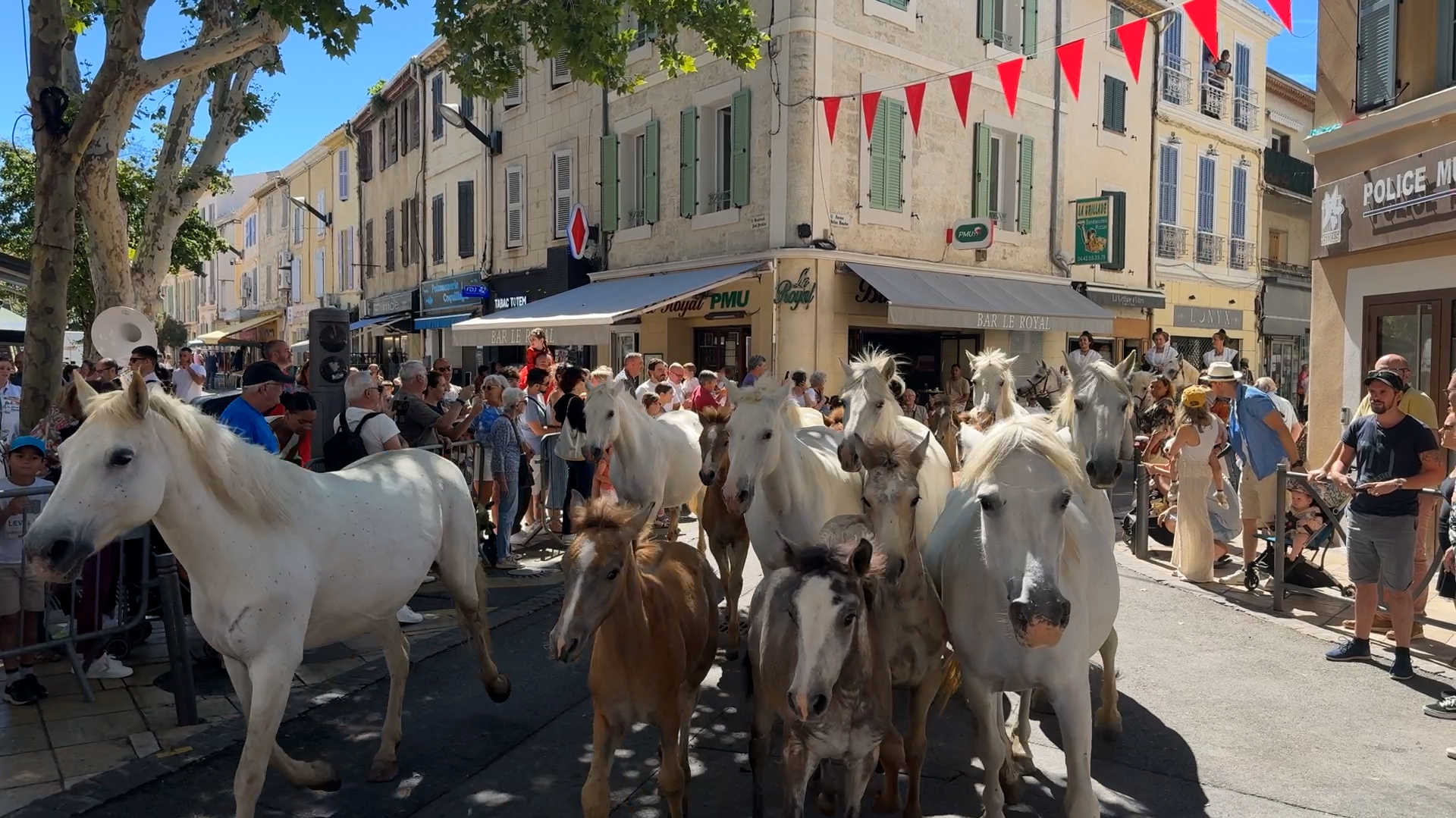 Photo de défilé de chevaux 