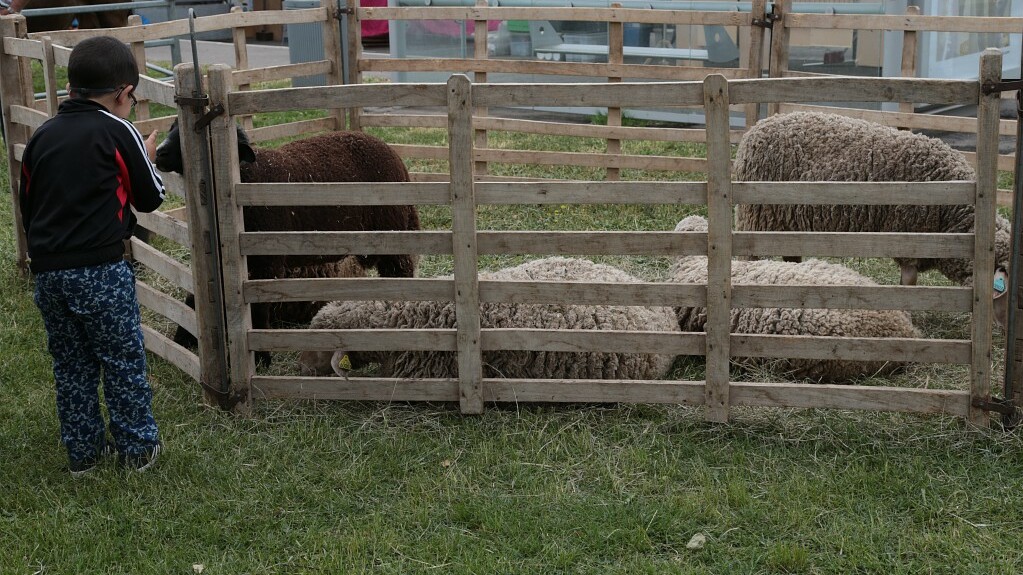 enfants devant mini ferme de mouton dans enclos
