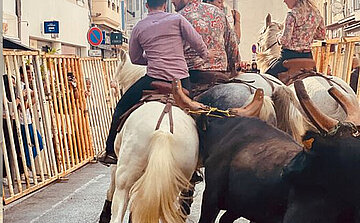 photo d'un abrivado L’image montre une scène en extérieur, dans une rue bordée de barrières en bois. Plusieurs personnes montées à cheval se déplacent au centre de la rue. Les chevaux sont principalement de couleur blanche ou grise. On aperçoit aussi un taureau noir au milieu du groupe de chevaux. Trois cavaliers sont visibles de dos, deux portent des chemises à motifs et un autre une chemise unie de couleur violette. Sur les côtés, des personnes se tiennent derrière les barrières et semblent observer la scène. Des bâtiments et des panneaux de signalisation sont visibles en arrière-plan.