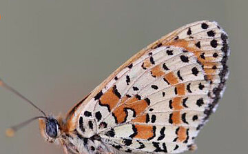 photo Mélitée orangée - papillon 