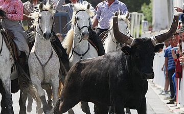 photo d'abrivado taureau noir et cheveaux monter par des gardians 