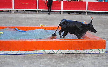 photo de taureaux piscine L’image montre un taureau noir et une personne dans une piscine rectangulaire gonflable de couleur orange. Le taureau est en train de sortir de l’eau par le bord droit, tandis que la personne est encore dans l’eau, visible jusqu’aux épaules. La piscine est installée sur une surface en béton. En arrière-plan, on aperçoit une barrière rouge et blanche, avec plusieurs personnes debout derrière celle-ci. Il y a également des objets flottants de type frites de piscine dans l’eau.