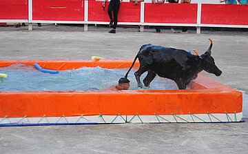 photo de taureaux piscine L’image montre un taureau noir et une personne dans une piscine rectangulaire gonflable de couleur orange. Le taureau est en train de sortir de l’eau par le bord droit, tandis que la personne est encore dans l’eau, visible jusqu’aux épaules. La piscine est installée sur une surface en béton. En arrière-plan, on aperçoit une barrière rouge et blanche, avec plusieurs personnes debout derrière celle-ci. Il y a également des objets flottants de type frites de piscine dans l’eau.
