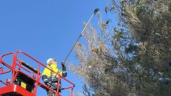 Cette image montre une personne travaillant en hauteur pour retirer des nids de chenilles processionnaires dans des pins. L'image est prise en contre-plongée (vue de bas en haut), ce qui accentue la hauteur de l'intervention. Le ciel est d'un bleu pur et sans nuages, offrant un contraste net avec les éléments au premier plan.