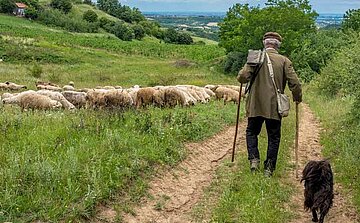 L'image montre un homme âgé marchant sur un chemin de terre, accompagné d'un chien noir. Il porte un manteau de couleur sombre, un chapeau et porte un sac sur son dos. Il tient une canne dans chaque main et regarde devant lui. Devant lui, un troupeau de moutons marche sur le même chemin, et des collines verdoyantes s'étendent à l'arrière-plan. L'atmosphère semble calme et rurale, avec des arbres et une vue lointaine au-delà du paysage.