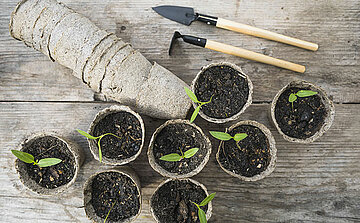 photo boutures plantes