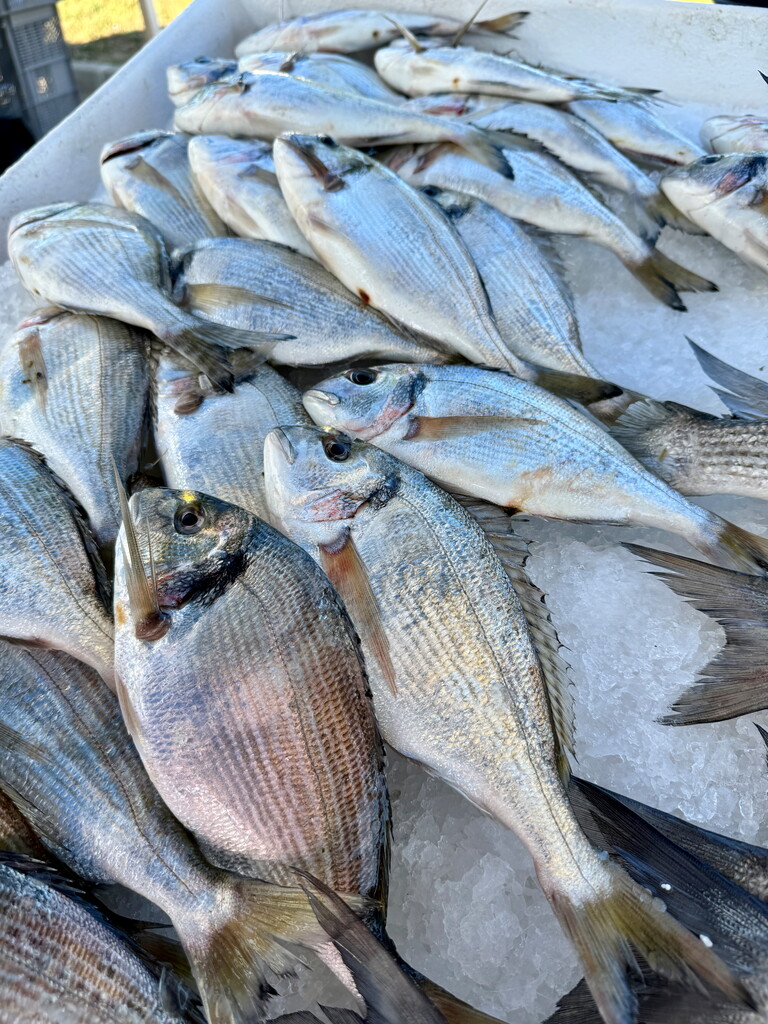 photos poissons 