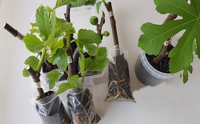Photo de plantes - photo d'illustration