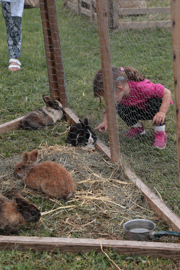 petite filles devant enclos de lapin en cage