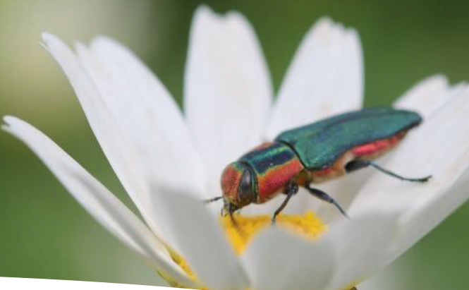 Photo  insecte Anthaxie hongroise