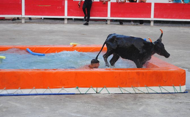 photo de taureaux piscine L’image montre un taureau noir et une personne dans une piscine rectangulaire gonflable de couleur orange. Le taureau est en train de sortir de l’eau par le bord droit, tandis que la personne est encore dans l’eau, visible jusqu’aux épaules. La piscine est installée sur une surface en béton. En arrière-plan, on aperçoit une barrière rouge et blanche, avec plusieurs personnes debout derrière celle-ci. Il y a également des objets flottants de type frites de piscine dans l’eau.