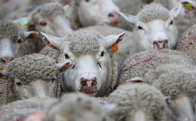 grand troupeau de moutons et de quelques chèvres, se déplaçant ensemble dans un environnement de foule. On remarque des chèvres avec des cornes parmi les moutons, dont la laine est dense et bouclée. Les animaux semblent se mélanger dans la foule qui les entoure, et il y a des personnes en arrière-plan qui semblent être présentes lors d'un événement ou d'une fête.