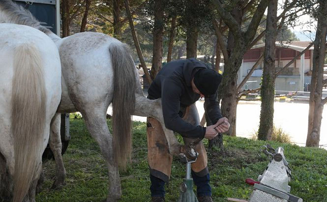 maréchal-ferrant, une personne qui s'occupe des sabots des chevaux. L'homme est vu en train de poser un fer sur le sabot d'un cheval. Il est vêtu d'un sweat à capuche noir, d'un pantalon en cuir et de bottes de travail. En arrière-plan, on voit un autre cheval, et la scène se déroule en extérieur, entourée de plusieurs arbres, avec un fond où des bâtiments peuvent être aperçus.