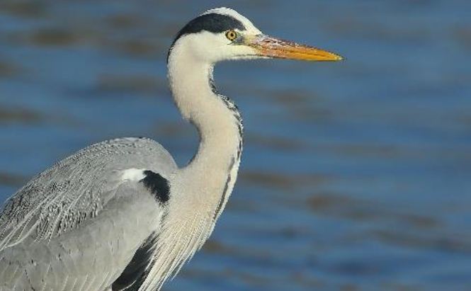  photo : héron cendré 