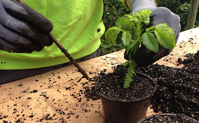 Bouture mise en pot