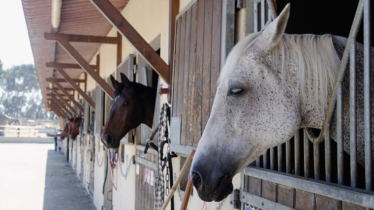 ÉQUITATION (centre équestre du Deven) photo de chevaux dans box